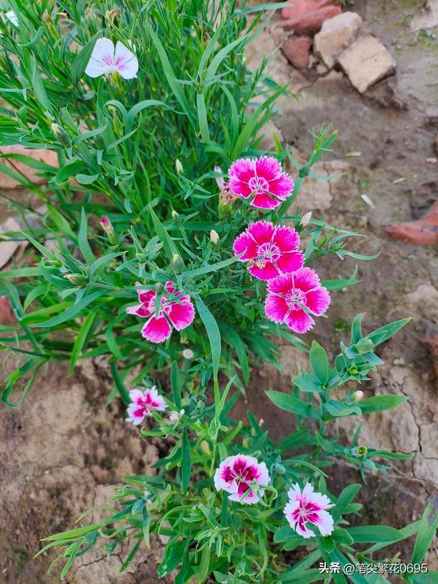 我的世界游戏攻略与玩法详解