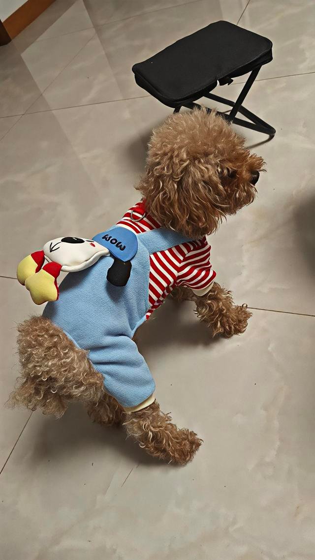 机灵可爱的宠物狗