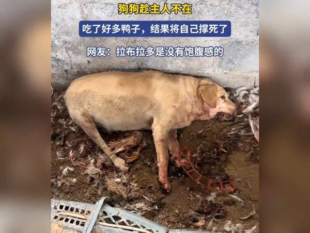 狗狗误食鸭肉，真相令人深思
