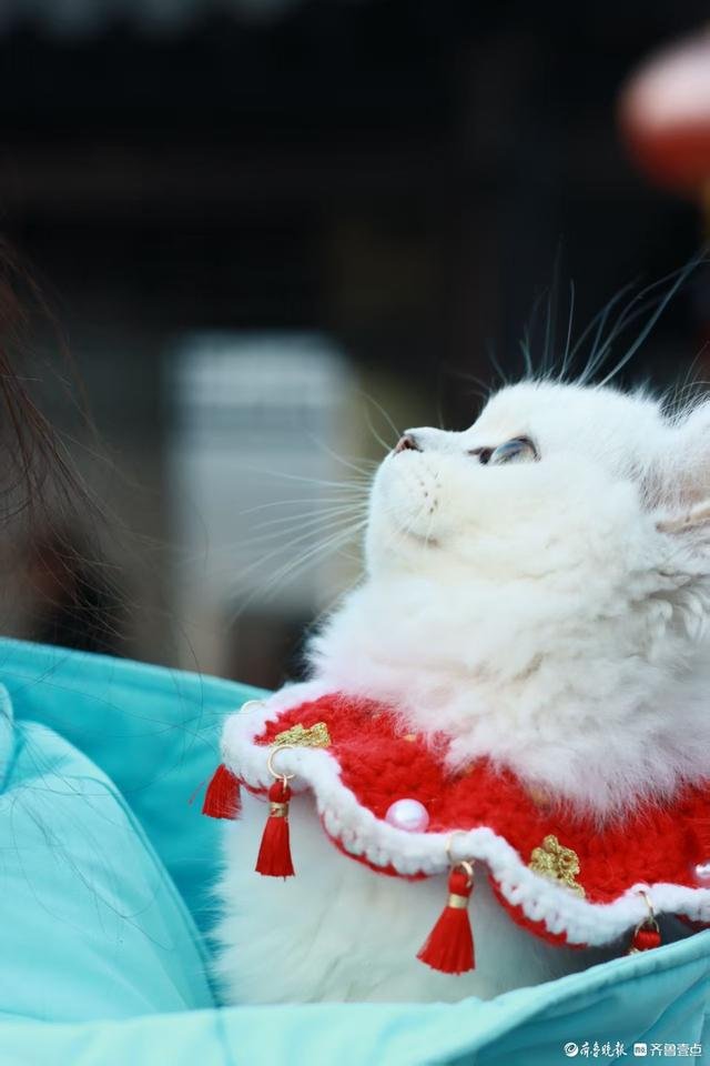 邂逅萌宠小猫咪的温馨时刻