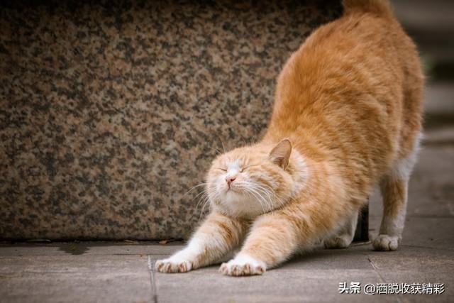 猫咪饲养指南：新手必读的5个关键技巧