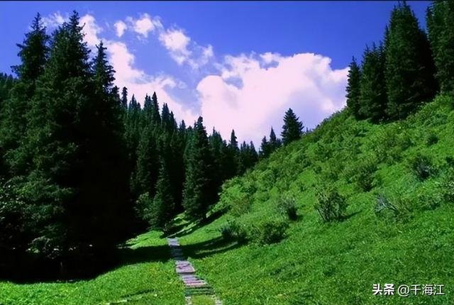 猫咪的日常护理与健康知识