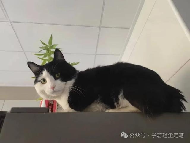 猫咪的那些小秘密你都知道吗