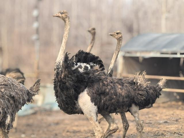 驿城特色养殖助力乡村振兴发展更强劲
