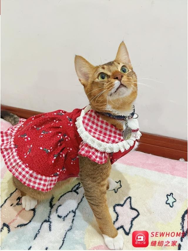 缝纫教程：娃娃领红裙与宠物服装制作指南