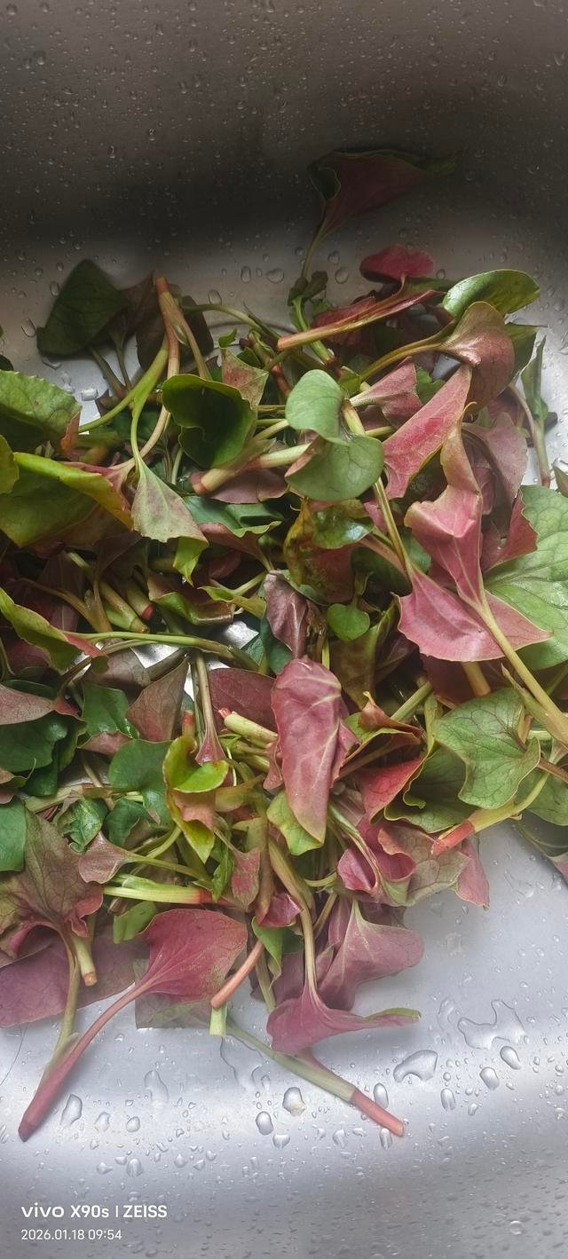 折耳根的多种美味做法分享