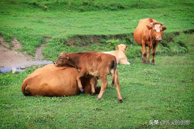 牛肉怎么炒才嫩滑好吃？大厨教新手轻松掌握技巧